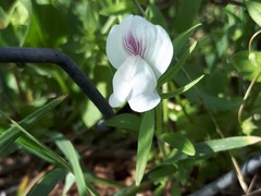 Misopates calycinum