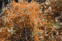 Cuscuta nevadensis