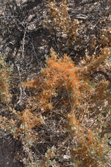 Cuscuta nevadensis
