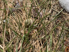 Cepaea nemoralis