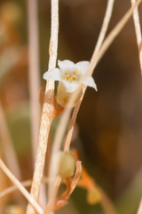 Cuscuta nevadensis