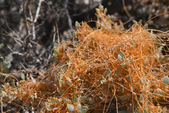 Cuscuta nevadensis
