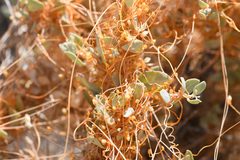 Cuscuta nevadensis