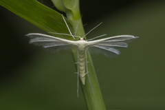 Pterophorus lacteipennis
