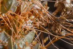 Cuscuta nevadensis