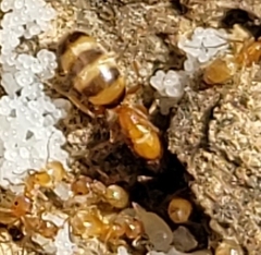 Forelius pruinosus