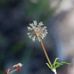 Opercularia scabrida