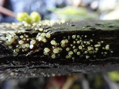 Lachnum brevipilosum