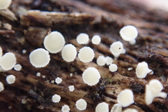 Lachnum brevipilosum