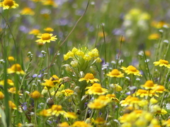 Castilleja campestris