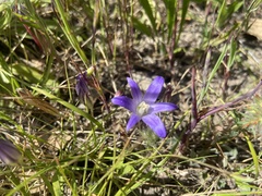 Brodiaea terrestris terrestris