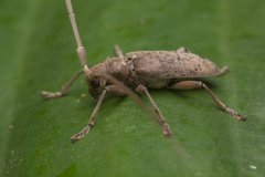 Acalolepta rusticatrix