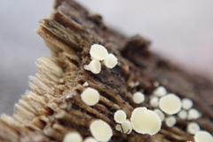 Lachnum brevipilosum