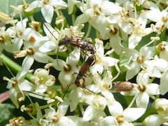 Molorchus longicollis