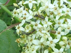 Molorchus longicollis