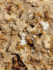 Forelius pruinosus