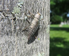 Chrysochroinae
