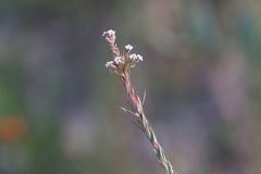 Leucopogon glacialis