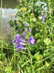 Scutellaria integrifolia
