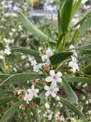 Myoporum acuminatum