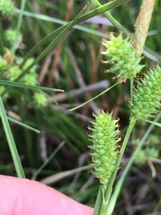 Carex extensa