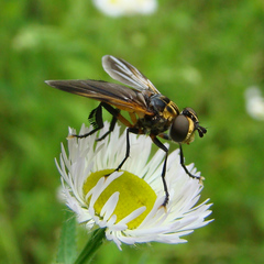 Trichopoda lanipes