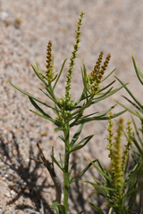 Stillingia paucidentata