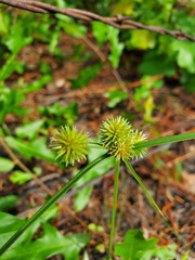 Cyperus echinatus