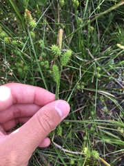 Carex extensa