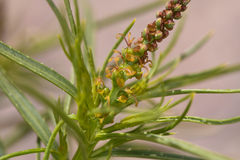 Stillingia paucidentata