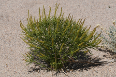 Stillingia paucidentata