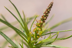 Stillingia paucidentata