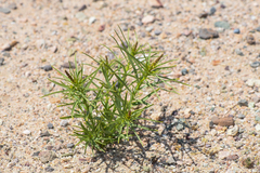 Stillingia paucidentata