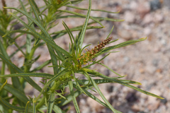 Stillingia paucidentata