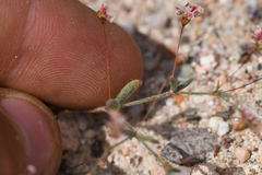 Eriogonum gracillimum
