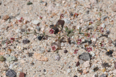 Eriogonum gracillimum