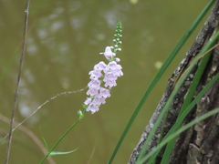 Physostegia angustifolia