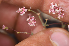 Eriogonum gracillimum