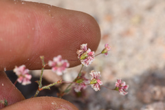 Eriogonum gracillimum