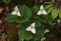 Trillium simile