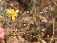 Bloomeria crocea aurea