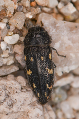 Acmaeodera tuta