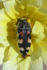 Acmaeodera tuta