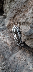 Arachnis dilecta