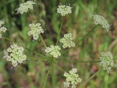 Perideridia californica