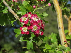 Crataegus × media