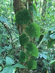 Monstera tuberculata