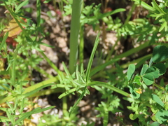 Perideridia californica