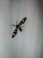 Syntomeida melanthus