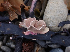 Lithophyllum carpophylli